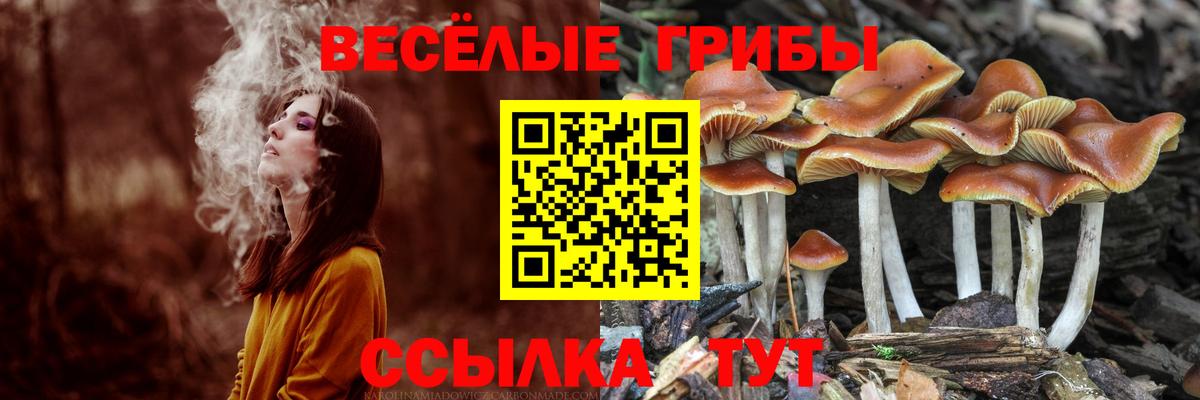 купить наркотик  Галлюциногенные грибы Cubensis  Канаш  Вход с VPN  Галлюциногенные грибы MAGIC MUSHROOMS 